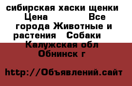 сибирская хаски щенки › Цена ­ 10 000 - Все города Животные и растения » Собаки   . Калужская обл.,Обнинск г.